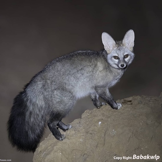 عکسی منحصربفرد از شاه روباه ایرانی