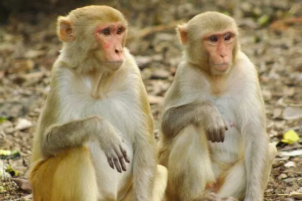 خطر میمون برای حیات وحش ایران