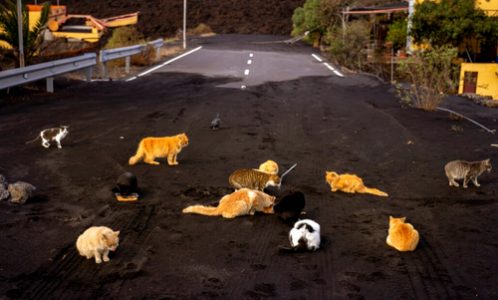 گربه های اسپانیا میان غبارهای آتشفشانی به دنبال غذا /عکس