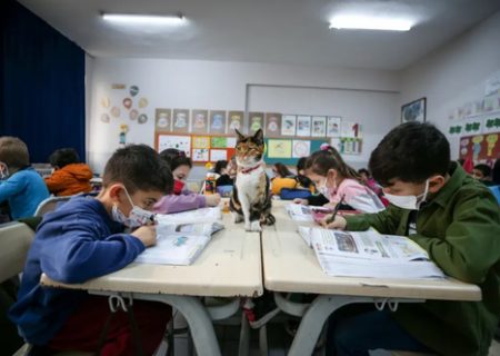 گربه سر کلاس دانش آموزان در ترکیه/ عکس