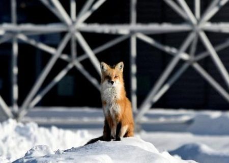 روباهی در برف مونترال کانادا/ عکس