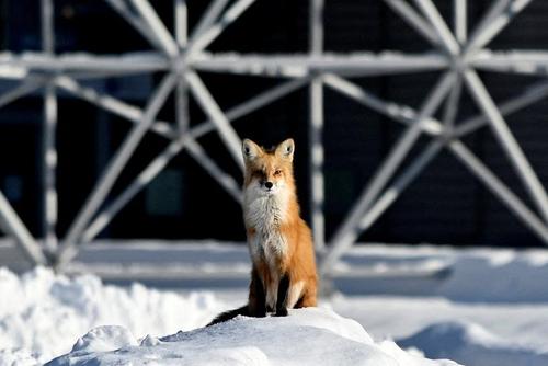 روباهی در برف مونترال کانادا/ عکس