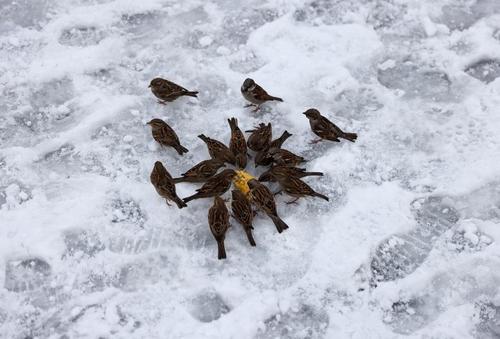 جمع شدن پرندگان برای خوردن یک ذرت در برف کم سابقه ترکیه/ عکس