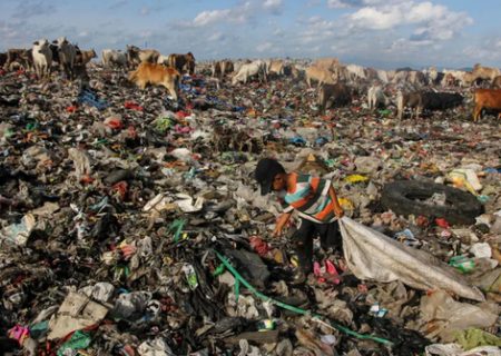 زباله گردی انسان ها و زباله خواری حیوانات در اندونزی/ عکس