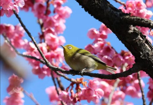 شکوفه های گیلاس و پرندگان در ژاپن/ عکس