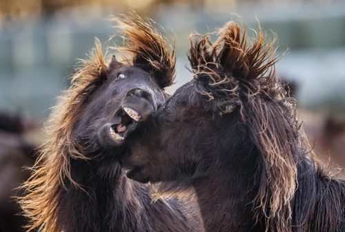 بازی اسب های ایسلندی در آلمان/ عکس
