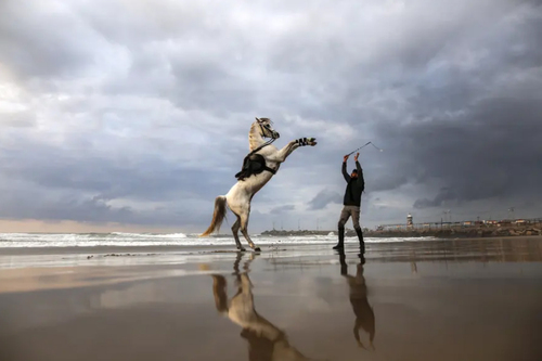 تصویری زیبا از رام کردن اسب در ساحل غزه/عکس