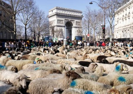 گله گوسفندان وسط خیابان های پاریس/عکس