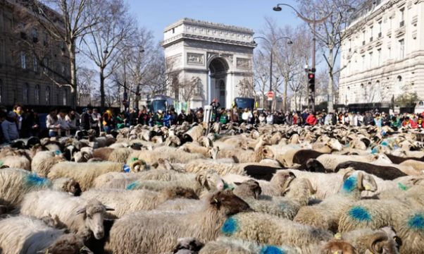 گله گوسفندان وسط خیابان های پاریس/عکس