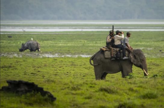 محیط بان ها سوار بر یک فیل در هند/ عکس