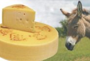 تکذیب تولید پنیرهای گران‌قیمت با شیر الاغ