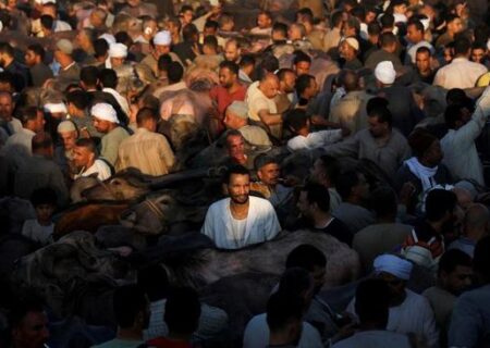 شلوغی بازار فروش گاو زنده عید قربان در مصر