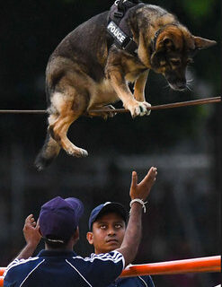 بندبازی سگ پلیس در سریلانکا/ خبرگزاری فرانسه