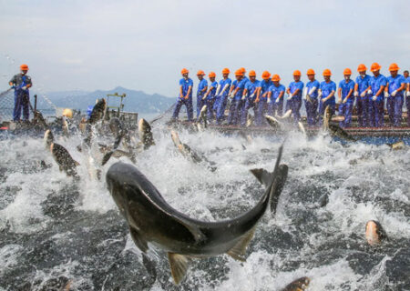 کشیدن تور ماهیگیری از دریاچه ای در چین