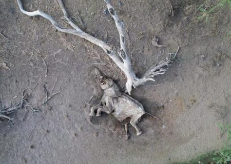 تلف شدن حیوانات در صحرای کنیا به دلیل خشکسالی