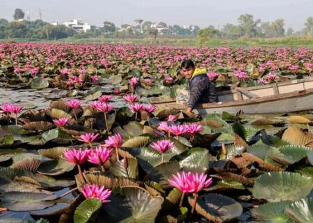 یک مزرعه گل نیلوفر آبی در “بوپال” هند