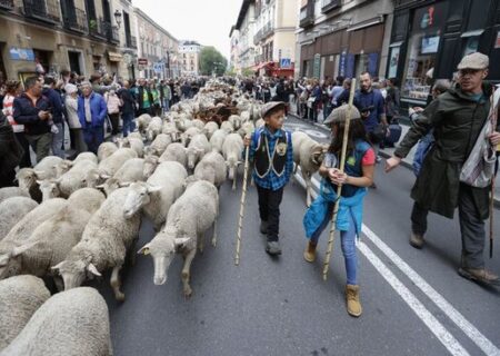 عبور گله های گوسفند و بز از خیابان های مادرید