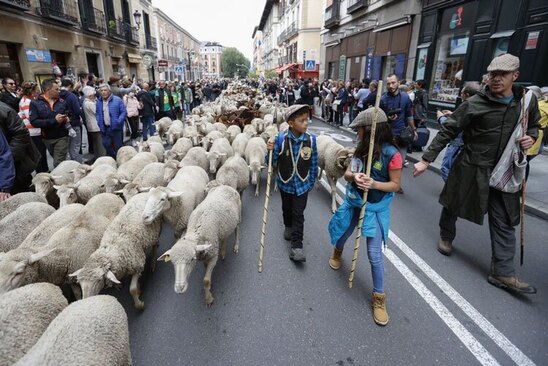 عبور گله های گوسفند و بز از خیابان های مادرید