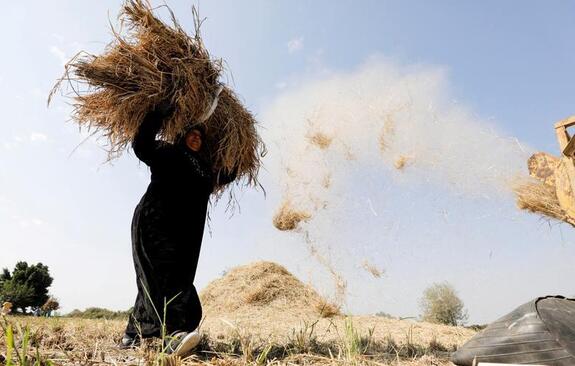 زن شالی کار در حومه قاهره در فصل خشکسالی شدید