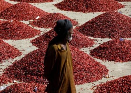 خشک کردن محصول فلفل قرمز تند در پاکستان