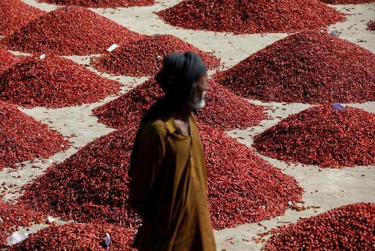 خشک کردن محصول فلفل قرمز تند در پاکستان