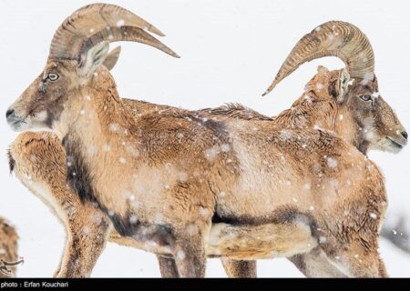 قوچ‌ها و میش‌های گلندوک تهران در زمستان
