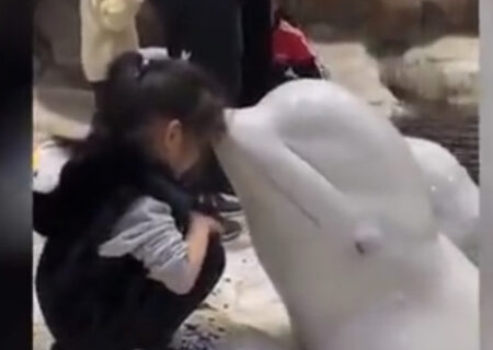 بوسه پراحساس نهنگ سفید بر پیشانی دختربچه/ فیلم