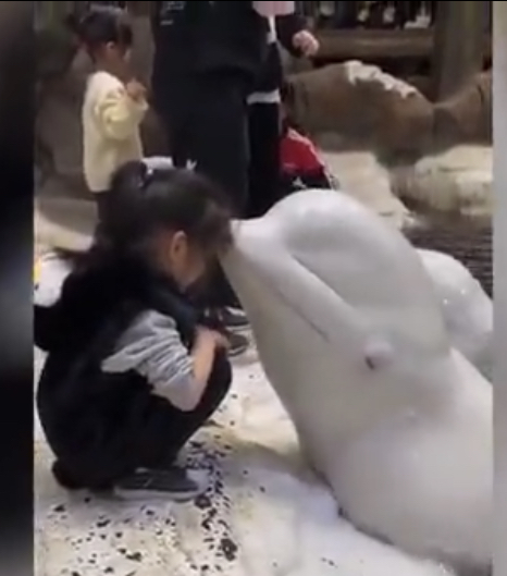 بوسه پراحساس نهنگ سفید بر پیشانی دختربچه/ فیلم