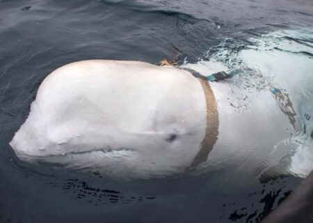 نهنگ سفید بلوگا که متهم به جاسوسی برای روسیه است