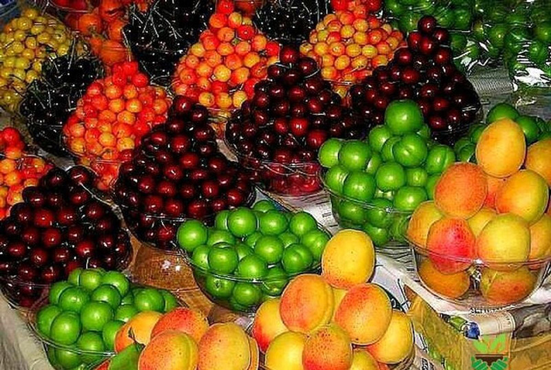 گرانی میوه های نوبر/بازار در دست عده ای خاص