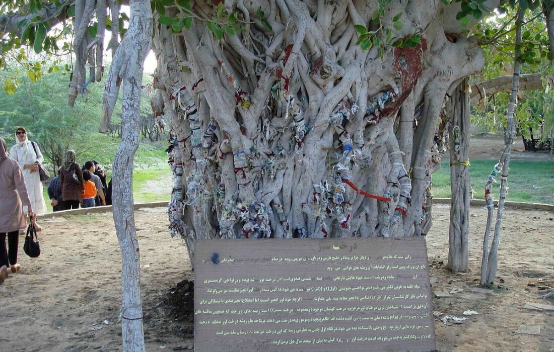 انجیر معابد؛ درخت ۵۰۰ ساله کیش از بین رفت+ عکس