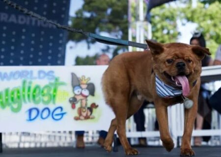 نامزدهای مسابقه زشت ترین سگ جهان