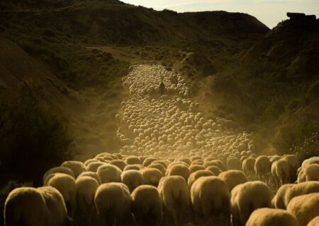گوسفندان در کوهستان های اسپانیا/ اسوشیتدپرس