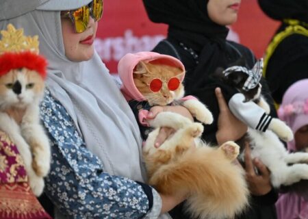 جشنواره گربه های خانگی در آچه اندونزی