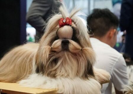 یک نمایشگاه حیوانات خانگی در شانگهای چین