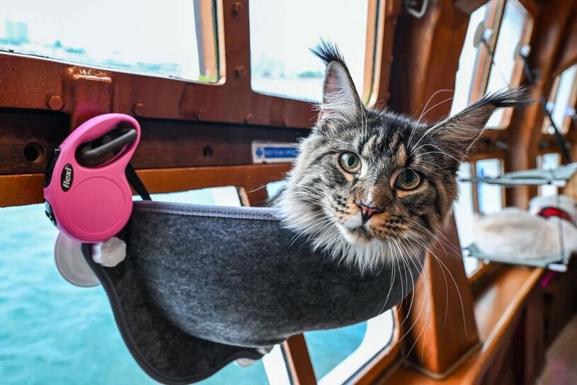 گربه ای در یک کشتی تفریحی لوکس در ساحل سنگاپور/ خبرگزاری فرانسه