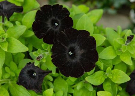 گل پتونیا بلک ولوت سیاه ترین گل جهان!