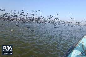 خلیج گرگان میزبان کوچ بی‌سابقه پرنده‌های مهاجر