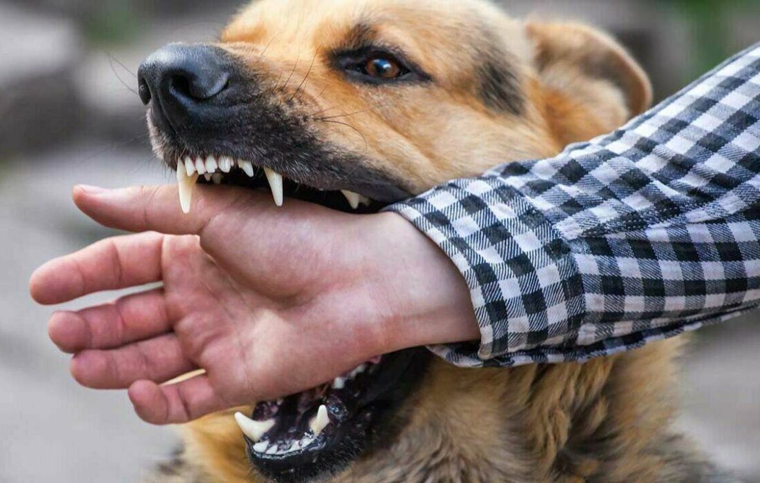 کیهان: سگ‌های دماوند ۹۰۰ نفر را گاز گرفتند