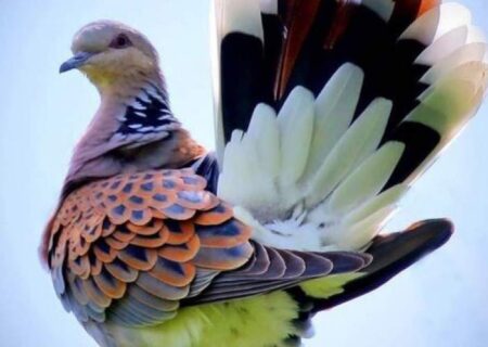 کبوتر طاووسی؛ زیباترین و کمیاب ترین کبوتر جهان