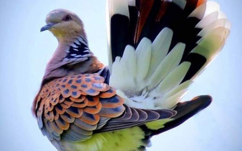 کبوتر طاووسی؛ زیباترین و کمیاب ترین کبوتر جهان