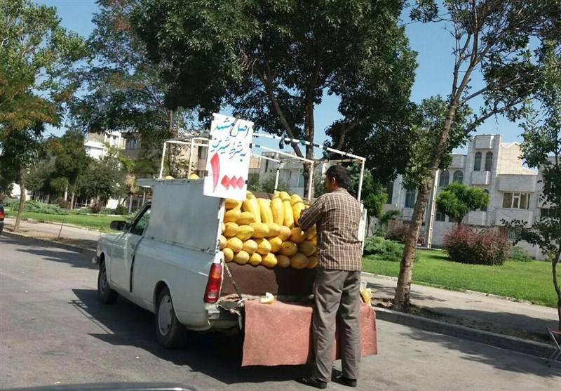 ادعای رسانه شهرداری درباره وانتی‌های میوه فروش