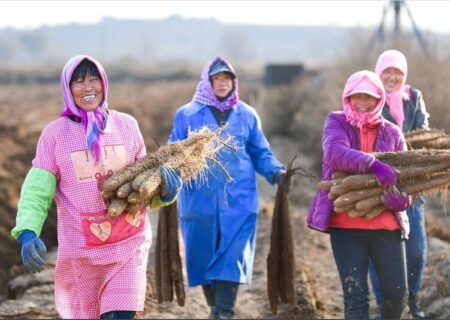 برداشت سیب زمینی در مغولستان داخلی چین