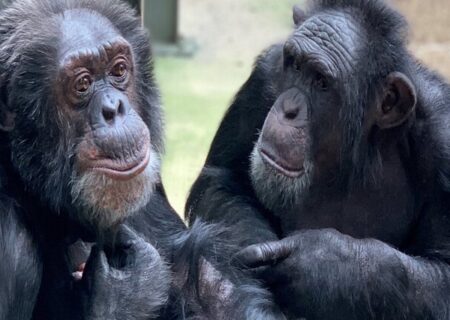 شامپانزه‌ها رکورد حافظه حیوانات را شکستند