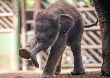 بچه فیل یک ماهه باغ وحش  اندونزی