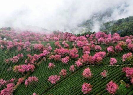 شکوفه های گیلاس زمستانی در استان “یوننان” چین