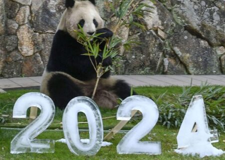کادوی یخی سال نو میلادی برای پاندای باغ وحشی
