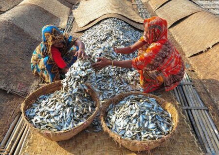 زنان در حال خشک کردن ماهی در بنگلادش