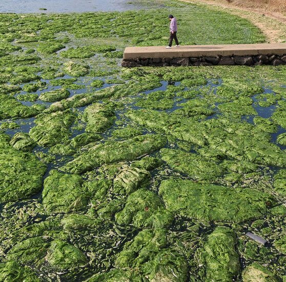 جلبک های سبز مهاجم ساحل کره جنوبی