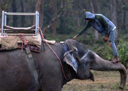 سوار شدن یک فیلبان  بر فیل  در نپال